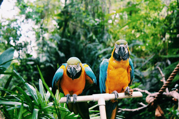 Parrots on Perch © Sophie