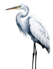 Obraz premium PNG Animal heron stork white.