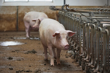 Pregnant sows on a modern farm in Denmark
