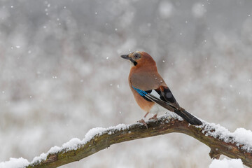 Sójka zwyczajna, sójka, sójka żołędziówka, Eurasian jay (Garrulus glandarius)