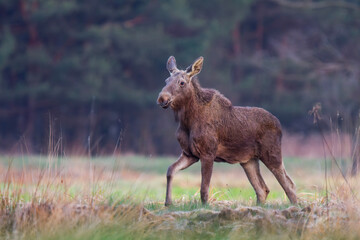 Młody łoś na śródleśnej polanie, The young moose (elk) in the forest (Alces alces)