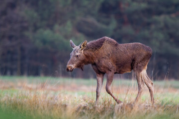 Młody łoś na śródleśnej polanie, The young moose (elk) in the forest (Alces alces)