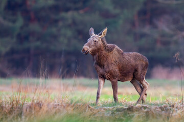 Młody łoś na śródleśnej polanie, The young moose (elk) in the forest (Alces alces) © Michal Przystas