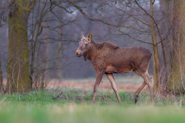 Młody łoś na śródleśnej polanie, The young moose (elk) in the forest (Alces alces) © Michal Przystas