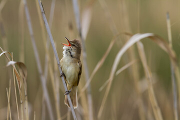Trzciniak, trzciniak drozdówka, Great reed warbler (Acrocephalus arundinaceus)