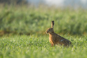 Zając szarak, The European hare, Lepus europaeus © Michal Przystas