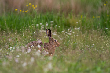 Zając szarak, The European hare, Lepus europaeus © Michal Przystas