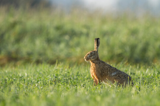 Zając szarak, The European hare, Lepus europaeus