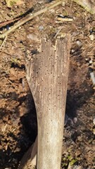 Breakage due to woodworm infestation on a hoe
