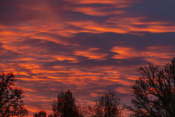 Fototapeta premium A striking sunset sky glows in deep orange and red hues, with tree silhouettes in the foreground. The vivid colors create a dramatic and peaceful scene. Copy space available.