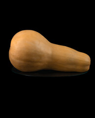 pumpkin Butternut Squash on the stand. ON black background