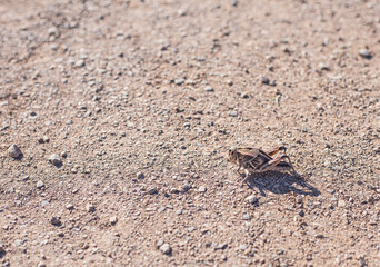 Saltamontes bajo el sol proyectando sombra en terreno arenoso