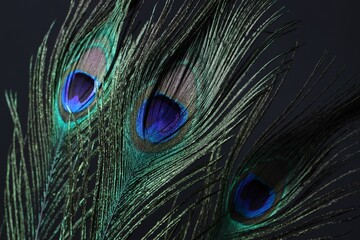 Three beautiful peacock feathers on black background, closeup