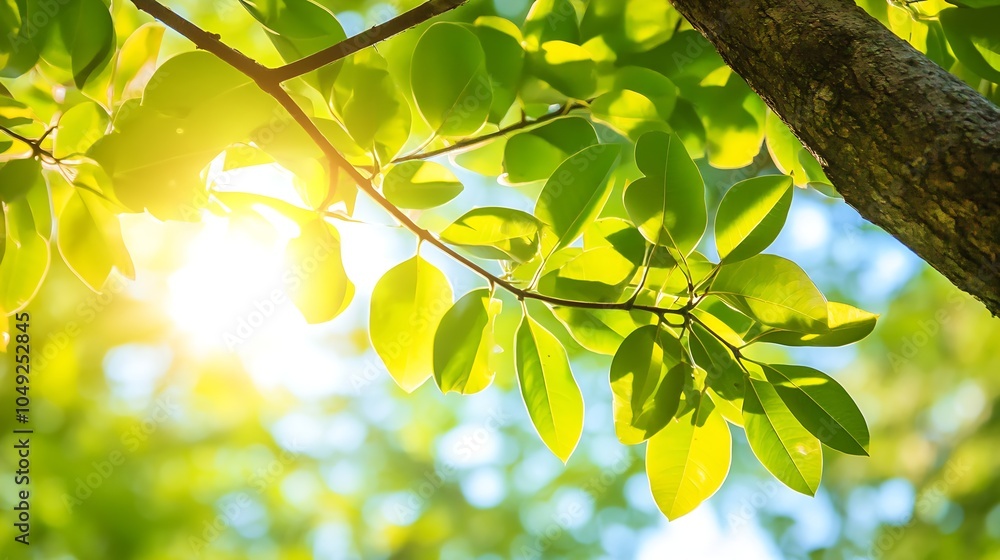 Poster sunlight filtering through vibrant green leaves of a tree in a serene summer forest setting : genera