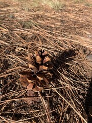 pinecone
