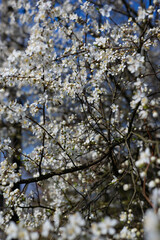Close-up of blooming white cherry blossoms on tree branches in spring against a bright blue sky. Seasonal renewal, natural beauty and peaceful outdoor scenery
