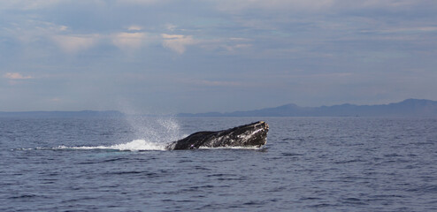 Obraz premium whale in the ocean