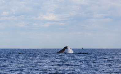 whale tail splashing in the water