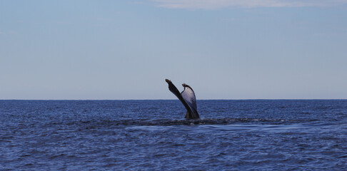 breaching whale tail