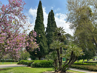 European fan palm or the Mediterranean dwarf palm (lat.- Chamaerops humilis)