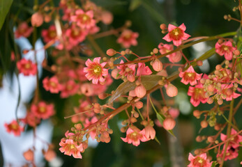 Flowering kurrajong or bottle tree (Brachychiton populneus)