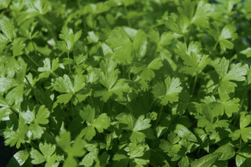 Coriander seedlings, sprouting as microgreens, in a row, in a garden planter.