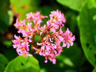 Obraz premium selective, selected, soft focus. pink bergenia crassifolia close-up in a green garden on a beautiful sunny spring day. background for designers, artists, computer desktop