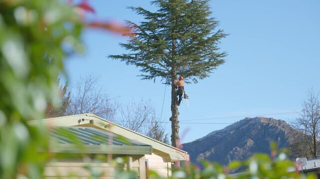 Professional tree specialist or arborist using chainsaw to cut and remove tree. In house backyard in suburban neighborhood man is cutting branch and pruning tall trunk as he hangs on with safety gear