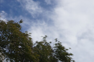 Obraz premium ヒノキの木と秋空