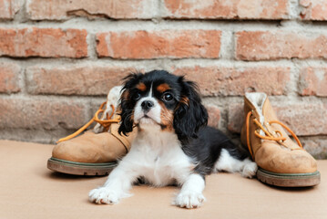 The tricolor cavalier king charles spaniel puppy with shoes in garden.