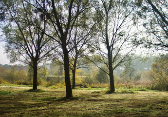 Obraz premium tree in the fog