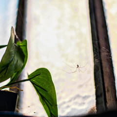 Araign&eacute;e, faucheuse