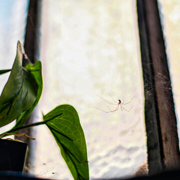 Araign&eacute;e, faucheuse