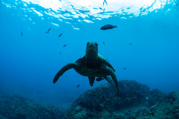 A sea turtle glides peacefully above a coral reef in the crystal-clear waters of Waikiki, Hawaii.