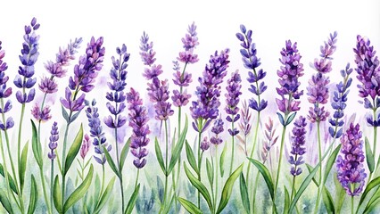 Fototapeta premium seamless lavender border illustration