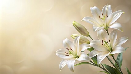 Fototapeta premium Soft and minimalist white lilies on translucent cream and beige background