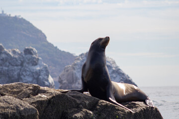 Fototapeta premium sea lion on the rocks