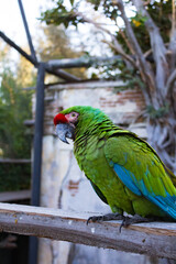 Naklejka premium red and green macaw