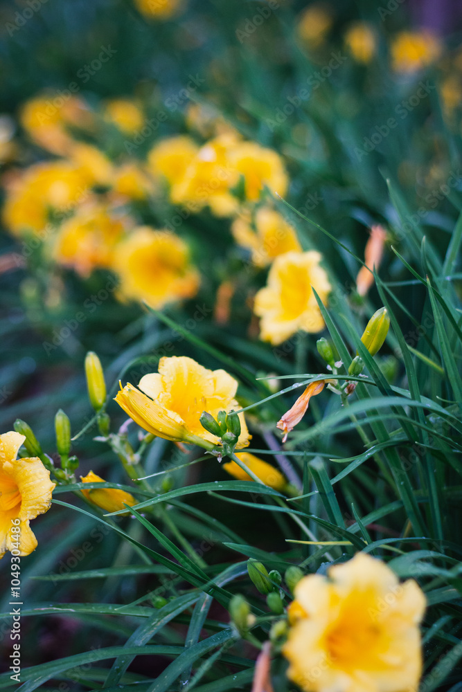 Wall mural yellow flowers in the garden