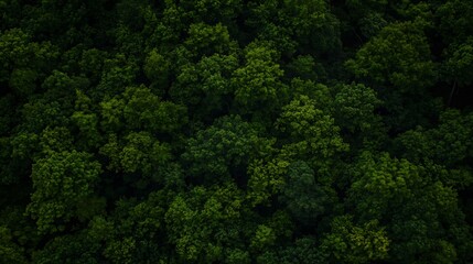 Dense Green Forest Canopy Aerial View Capturing Nature's Beauty : Generative AI