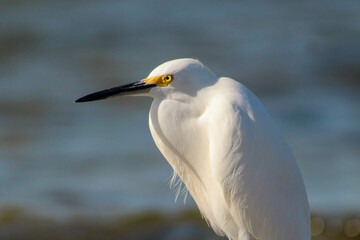 grumpy egret