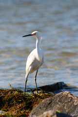 Obraz premium snowy egret on rocks