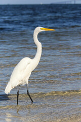 Obraz premium great white egret walking through water