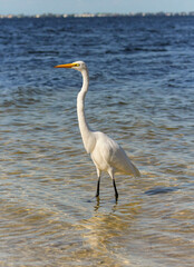 proud great white egret in the water