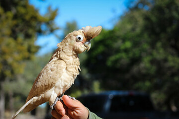 hand holding a bird