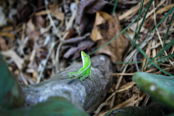 lizard on a plant