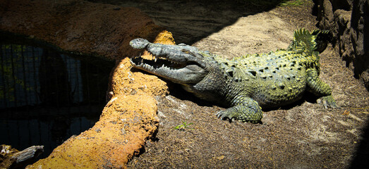 crocodile on a rock