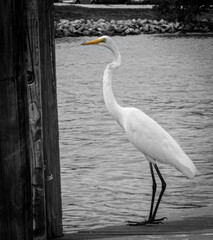 great white egret