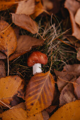 A porcini mushroom in autumn foliage. The mushroom, with a brown cap and thick stem, stands among golden and red leaves, capturing the warm autumn atmosphere in the forest.