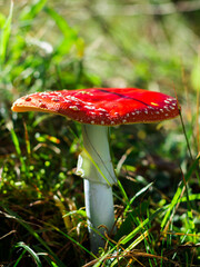 Amanita muscaria, fly agaric in the forest.